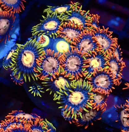 WYSIWYG Zoanthid Frag B54