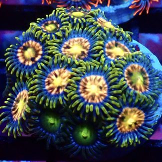 WYSIWYG Zoanthid Frag B55