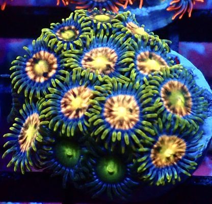 WYSIWYG Zoanthid Frag B55