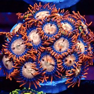 WYSIWYG Zoanthid Frag B56