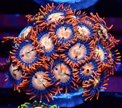 WYSIWYG Zoanthid Frag B56