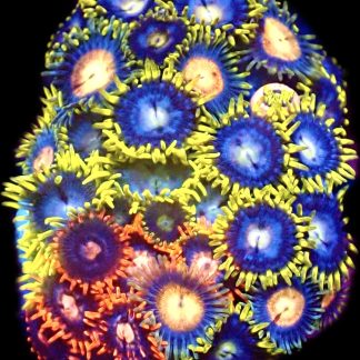 WYSIWYG  Zoanthid Frag C44