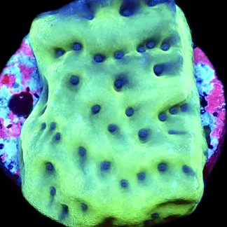 WYSIWYG 8K Mojito Montipora Palawanensis