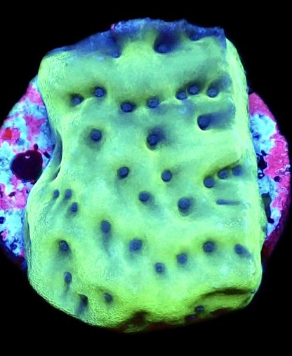 WYSIWYG 8K Mojito Montipora Palawanensis
