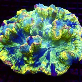 WYSIWYG Master Grade Rainbow Trachyphyllia XXL (1)