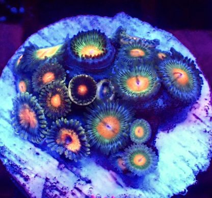 WYSIWYG Zoanthid Frag B12