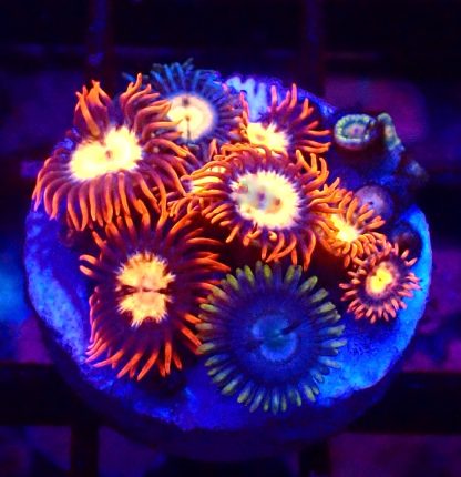 WYSIWYG Zoanthid Frag B14