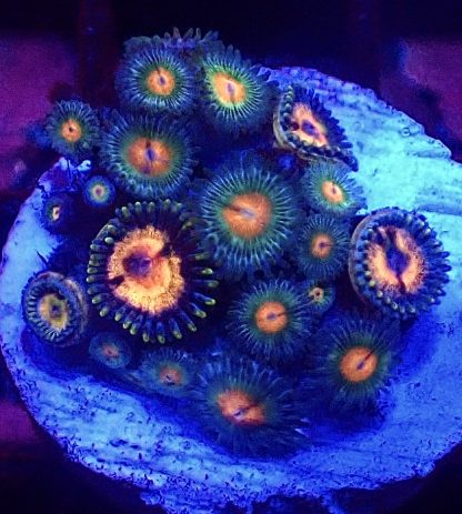 WYSIWYG Zoanthid Frag B19