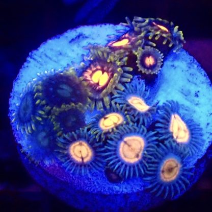 WYSIWYG Zoanthid Frag B24