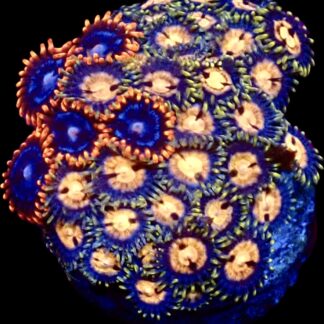 WYSIWYG  Zoanthid Frag C12