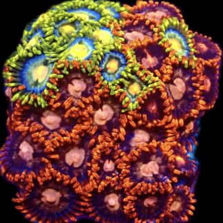 WYSIWYG  Zoanthid Frag C22