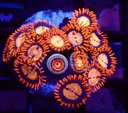 WYSIWYG Zoanthid Frag B35