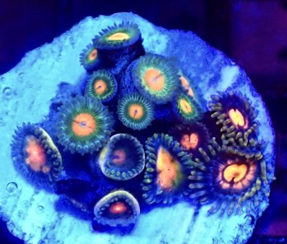 WYSIWYG Zoanthid Frag B36