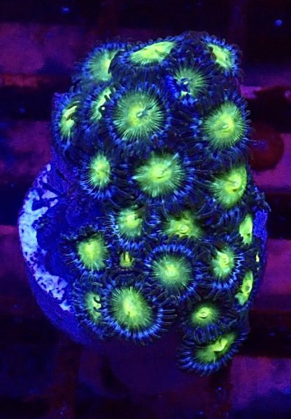 WYSIWYG Zoanthid Frag B52