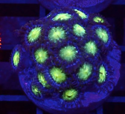 WYSIWYG Zoanthid Frag B55