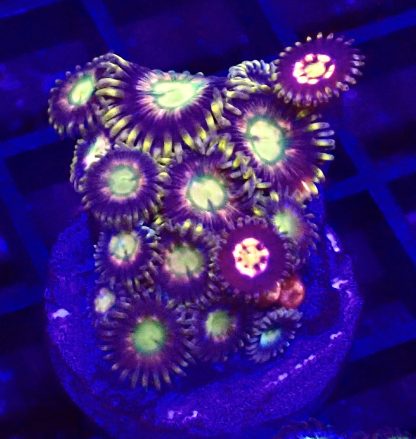 WYSIWYG Zoanthid Frag B56