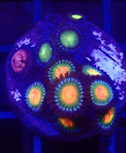 WYSIWYG Zoanthid Frag B57