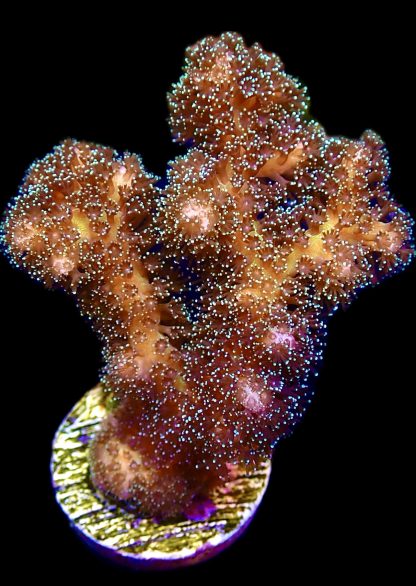 WYSIWYG M15 Golden Rod Pocillopora Frag Large