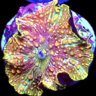 WYSIWYG 30C Rainbow Discosoma Mushroom
