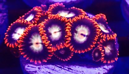 WYSIWYG Zoanthid Frag B68