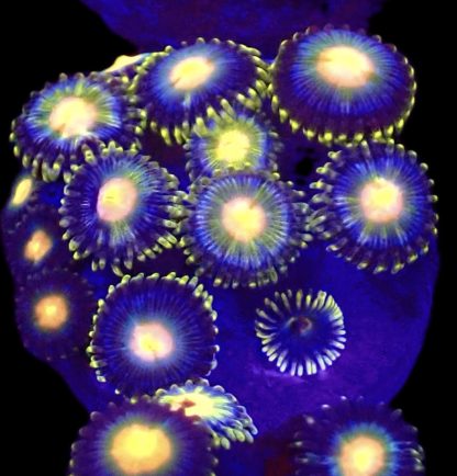 WYSIWYG Zoanthid Frag B63