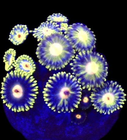 WYSIWYG Zoanthid Frag B64