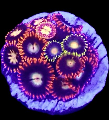 WYSIWYG Zoanthid Frag B66