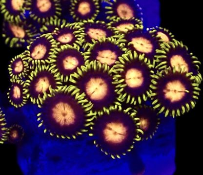 WYSIWYG Zoanthid Frag B67