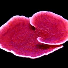 WYSIWYG 45 Purple Plating Montipora Scrolling 80mm Colony