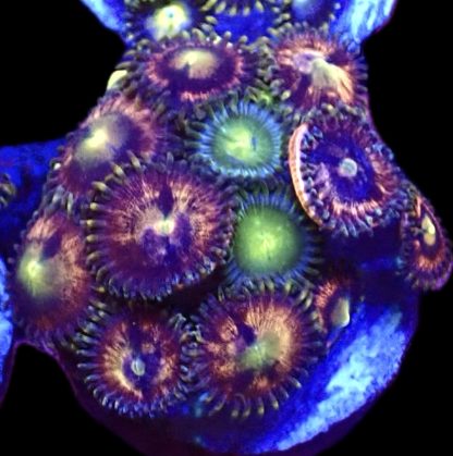 WYSIWYG Zoanthid Frag B35