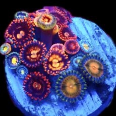 WYSIWYG  Zoanthid Frag C12