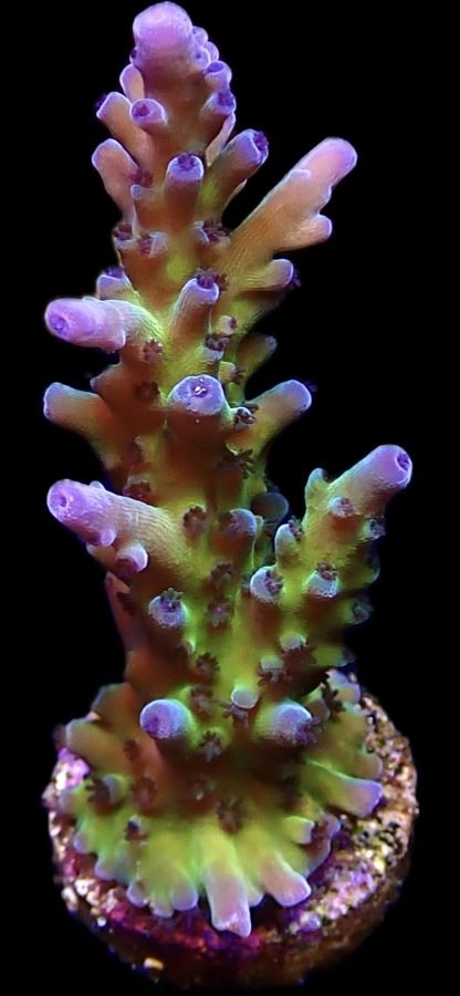 WYSIWYG 20i Miyagi Tort Acropora Frag