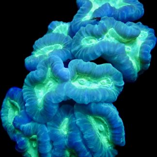 Fluorescent Candy Cane Frag Single Large Head