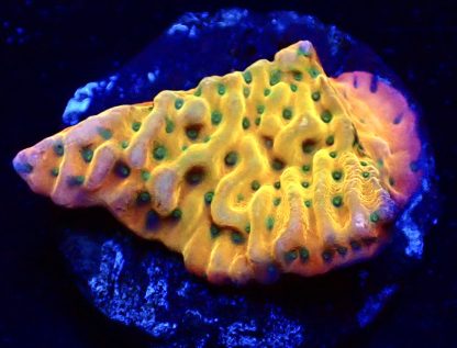 WYSIWYG 8C Kung Pao Montipora Frag