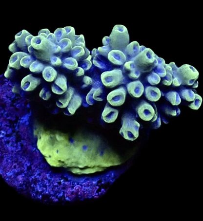 WYSIWYG 9D ACROPORA