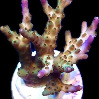WYSIWYG 22C Pearlberry Acropora Frag Large