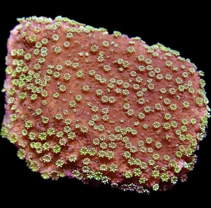 WYSIWYG 23A Green Eyed Monster Montipora Frag