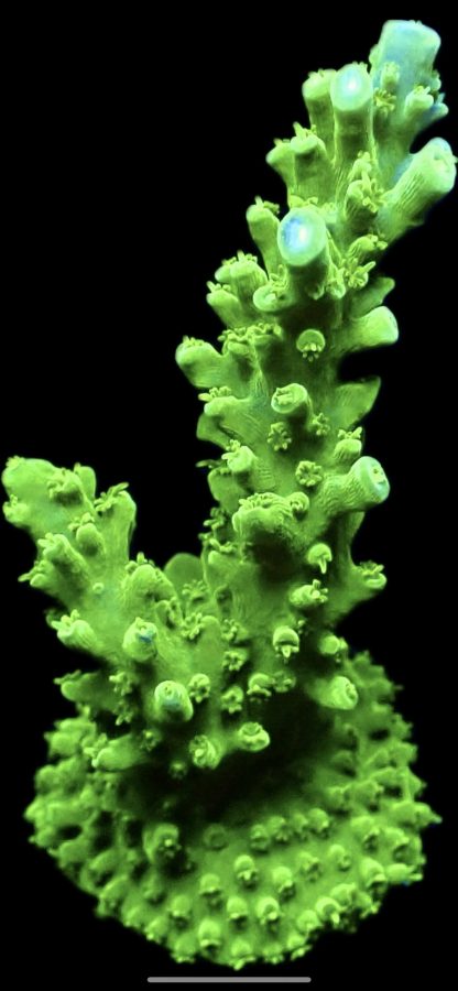 WYSIWYG 19E Green Slimer Acropora Frag Large