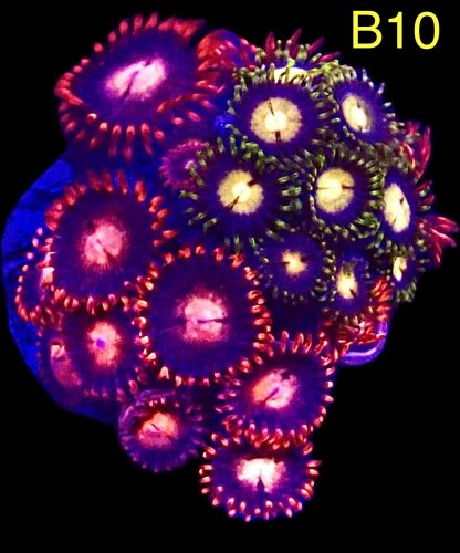 WYSIWYG B10 Zoanthid Frag