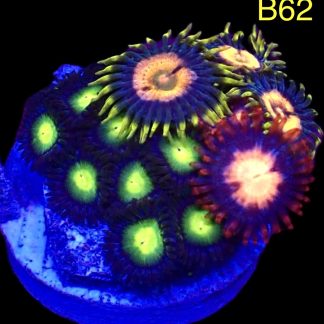 WYSIWYG B62 Zoanthid Frag