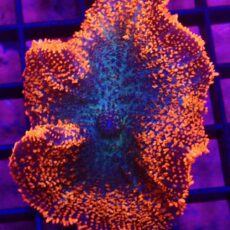 Ultra Ring Of Fire Rhodactis Mushroom
