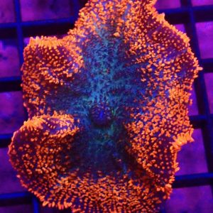 Ultra Ring Of Fire Rhodactis Mushroom