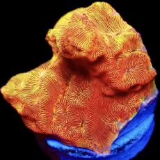 WYSIWYG 9E Sunblast Leptoseris Frag