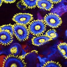 Blueberry Pie Zoanthid 8-10 Polyps