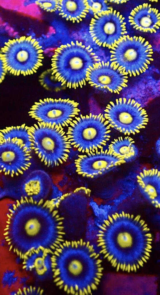 Blueberry Pie Zoanthid 4-5 Polyps