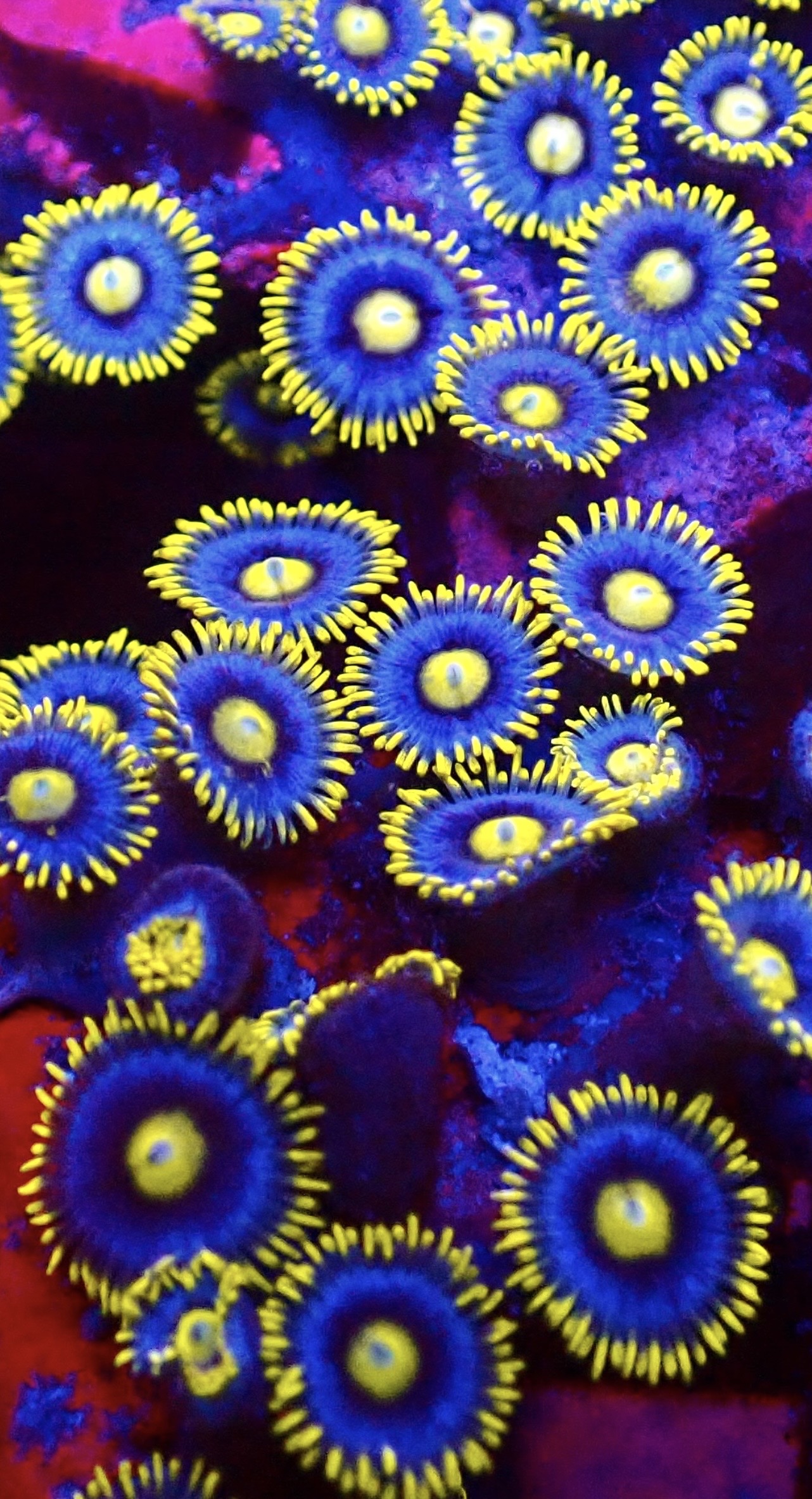 Blueberry Pie Zoanthid 8-10 Polyps