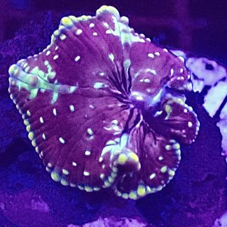 WYSIWYG Mushroom B2