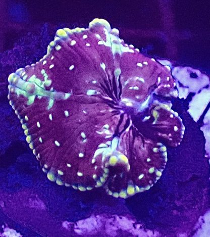 WYSIWYG Mushroom B2