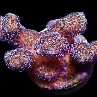 WYSIWYG 17i Mint Shimmer Stylophora Frag Large