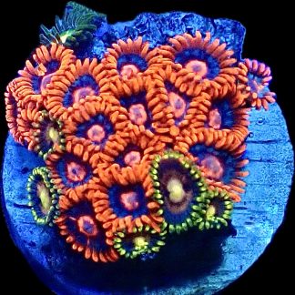 WYSIWYG Zoanthid Frag B4